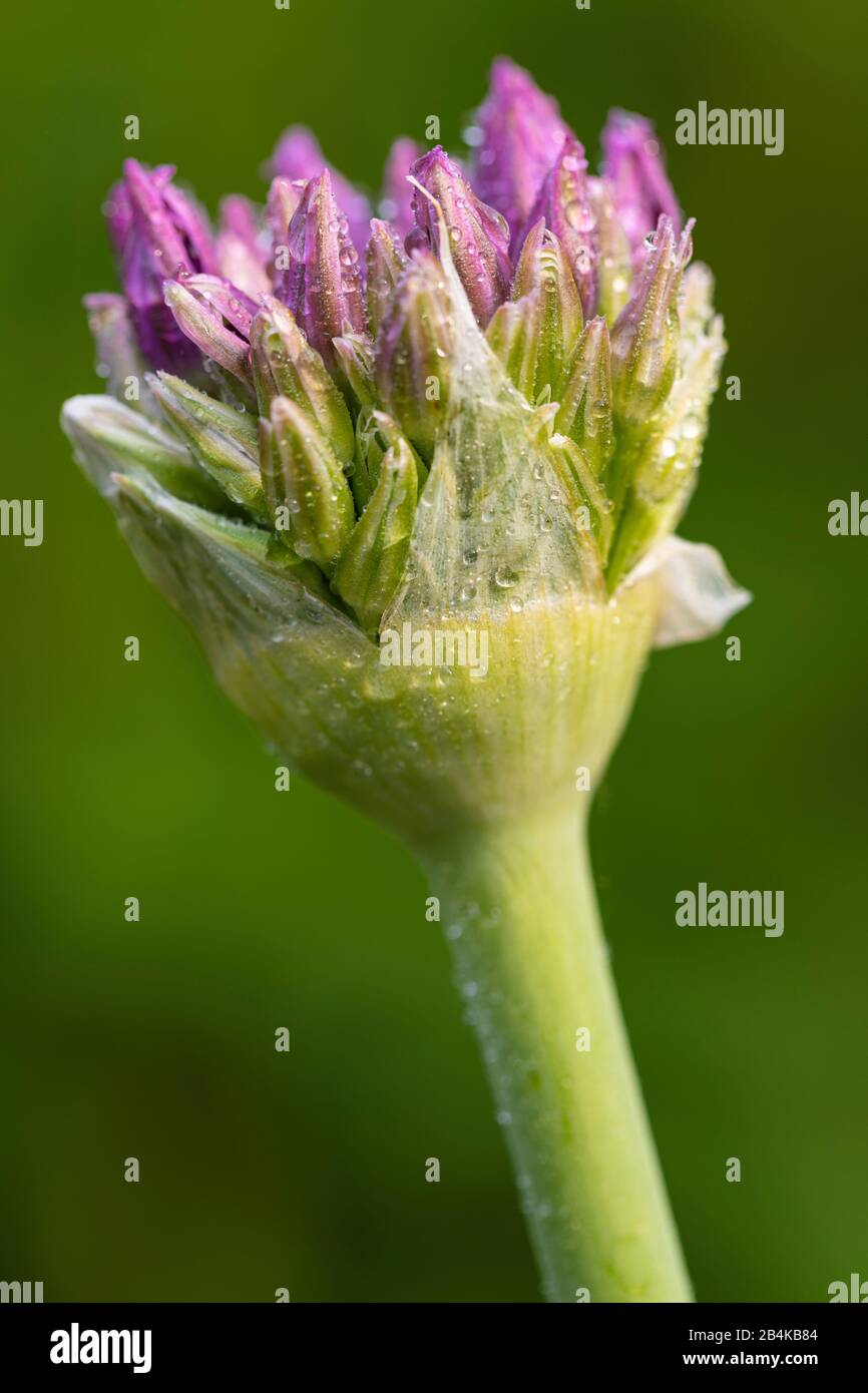Lila blühender Zierlauf, Allium, Blütenstand Stockfoto
