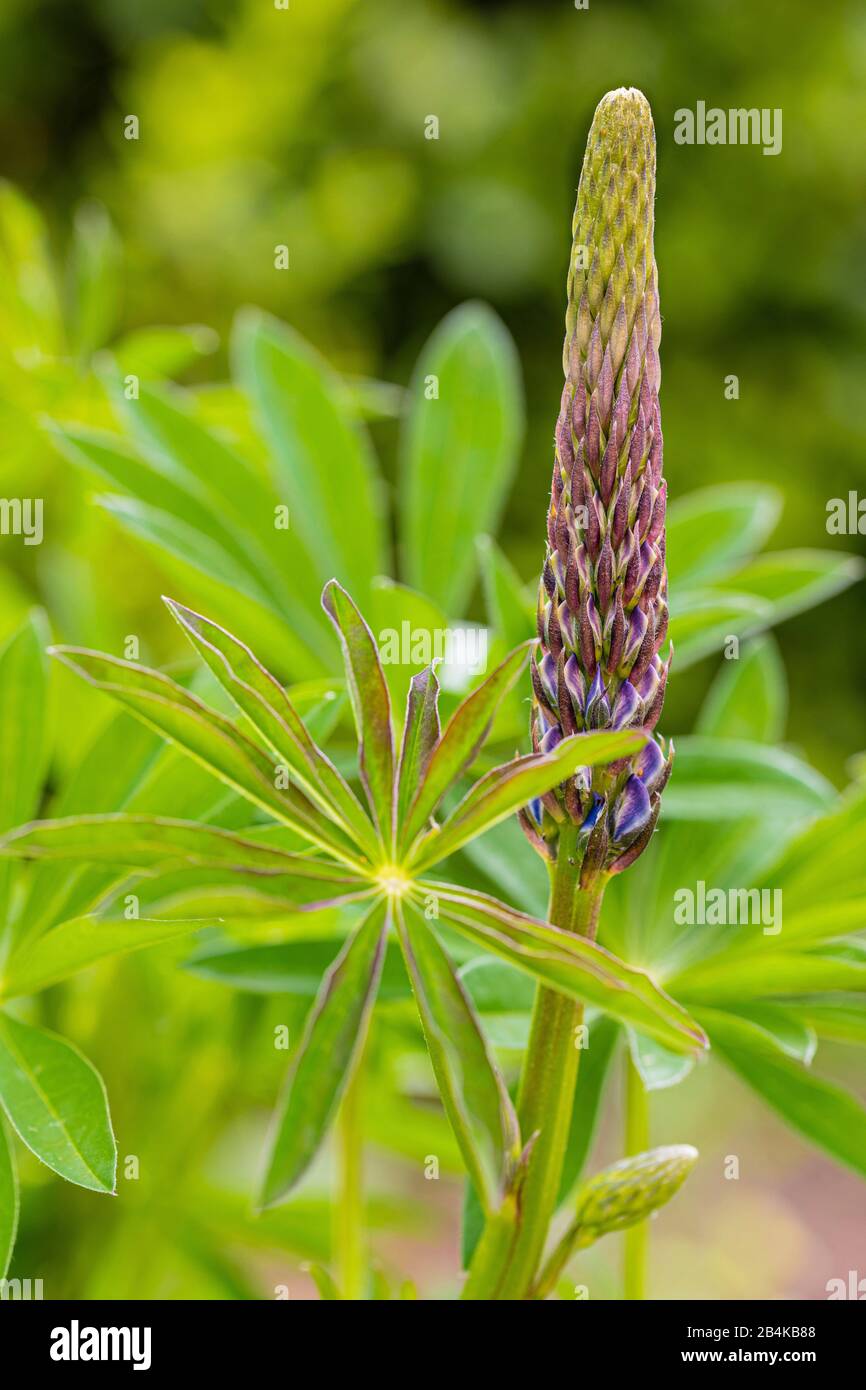 Lupinus polyphyllus, Blütenstand Stockfoto