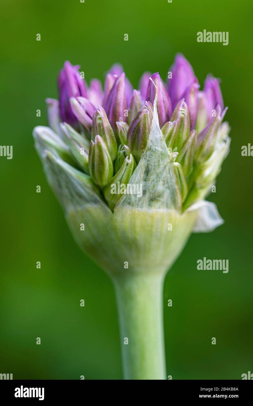 Lila blühender Zierlauf, Allium, Blütenstand Stockfoto