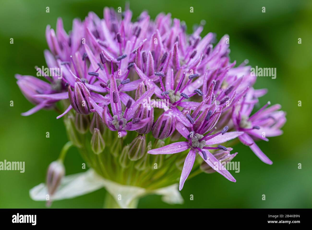 Lila blühender Zierlauf, Allium sp., Blütenstand Stockfoto