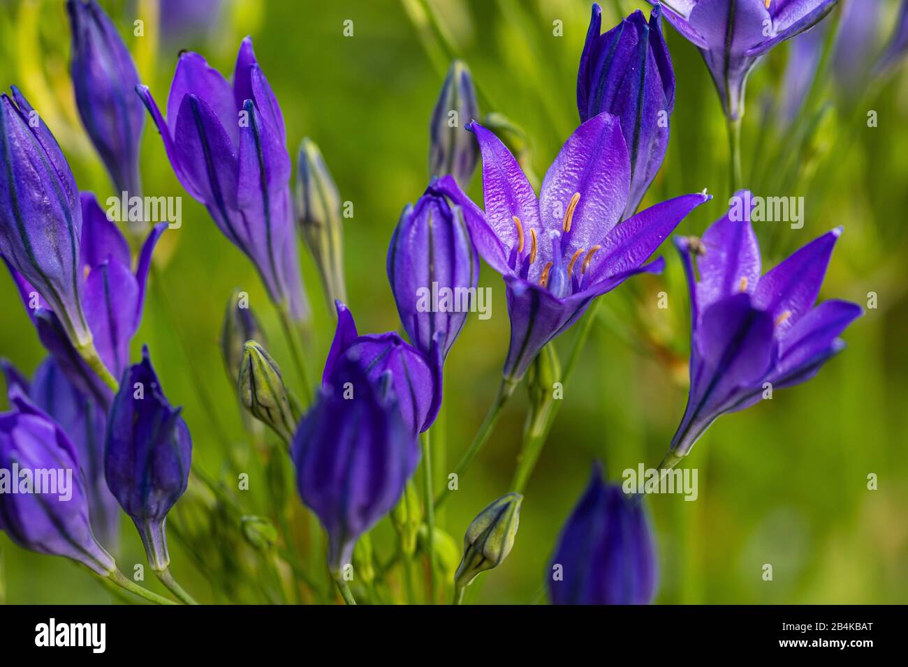 Brodiäa "Queen Fabiola", Blumen, in der Nähe Stockfoto