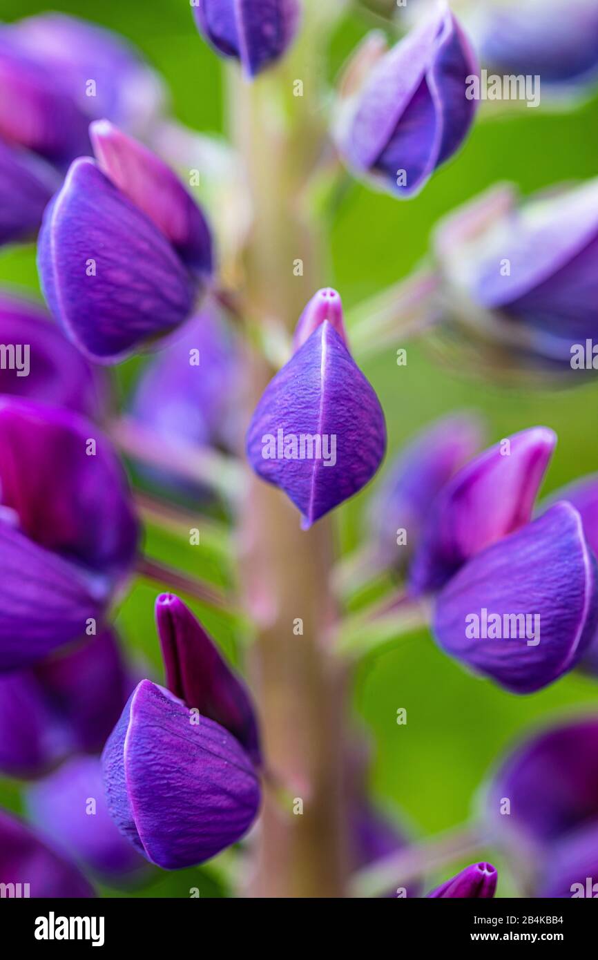 Lupin, Blumen, Naturdetails, Nahaufnahme Stockfoto