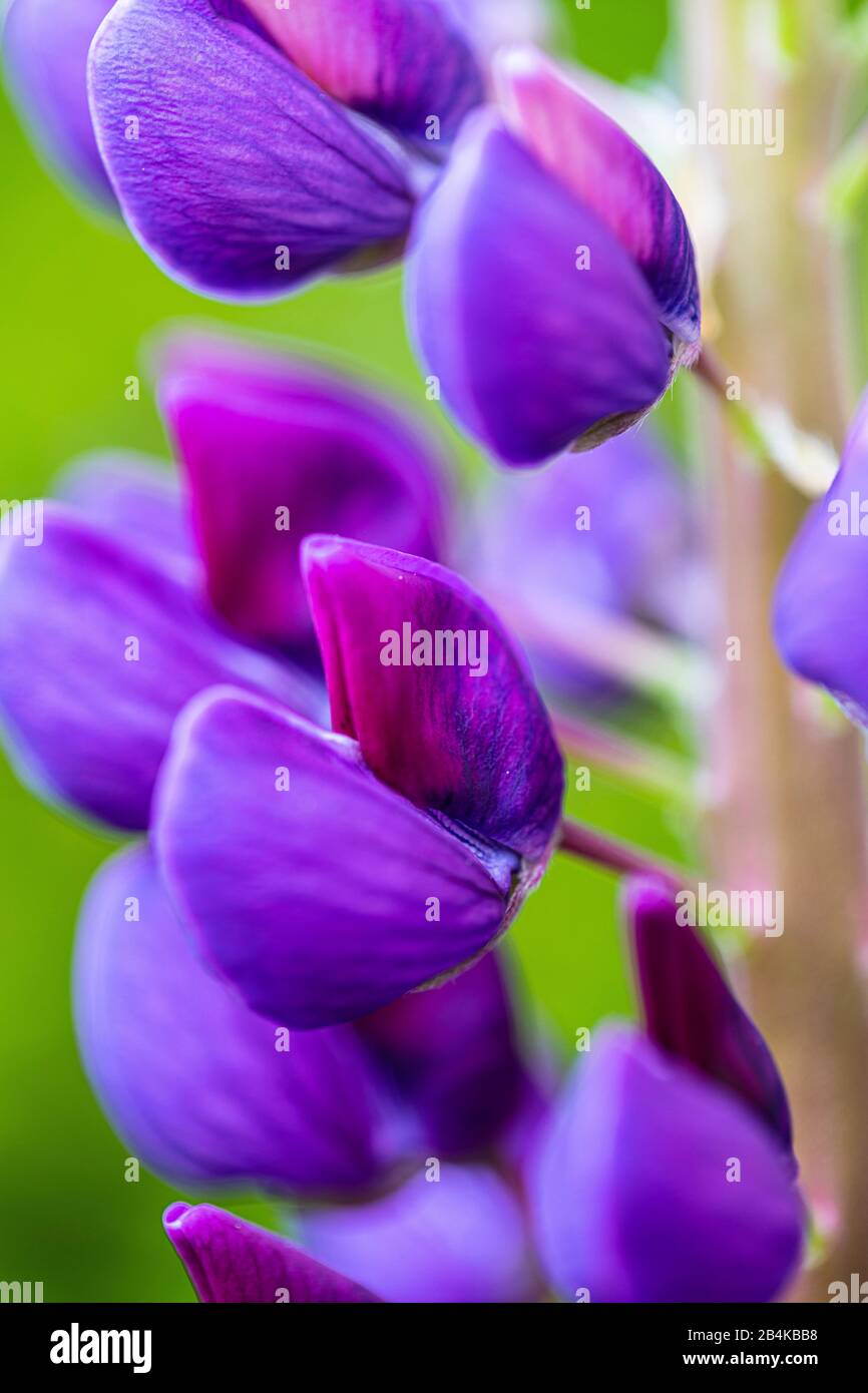 Lupin, Blumen, Naturdetails, Nahaufnahme Stockfoto