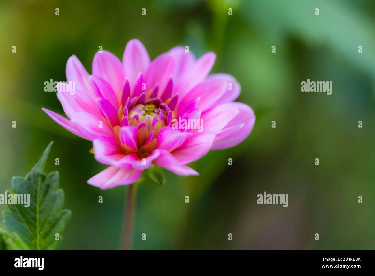 Dahlia, Blüte, Naturdetails Stockfoto