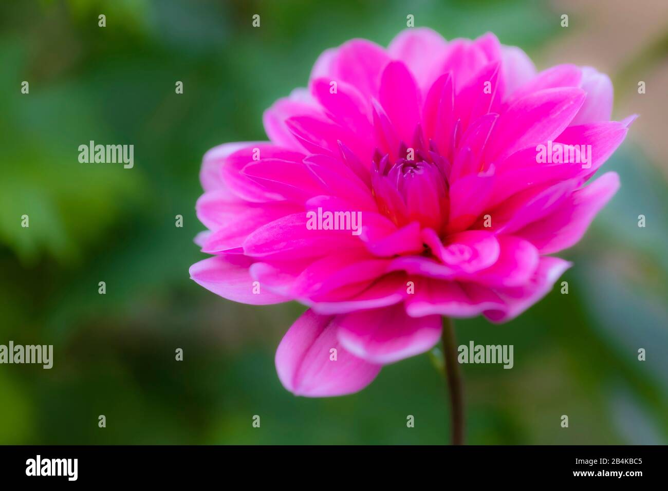 Dahlia, Blüte, Naturdetails Stockfoto