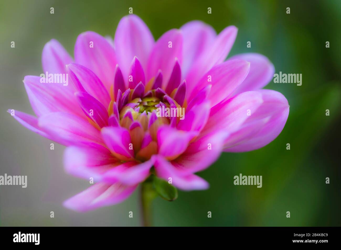 Dahlia, Blüte, Naturdetails Stockfoto