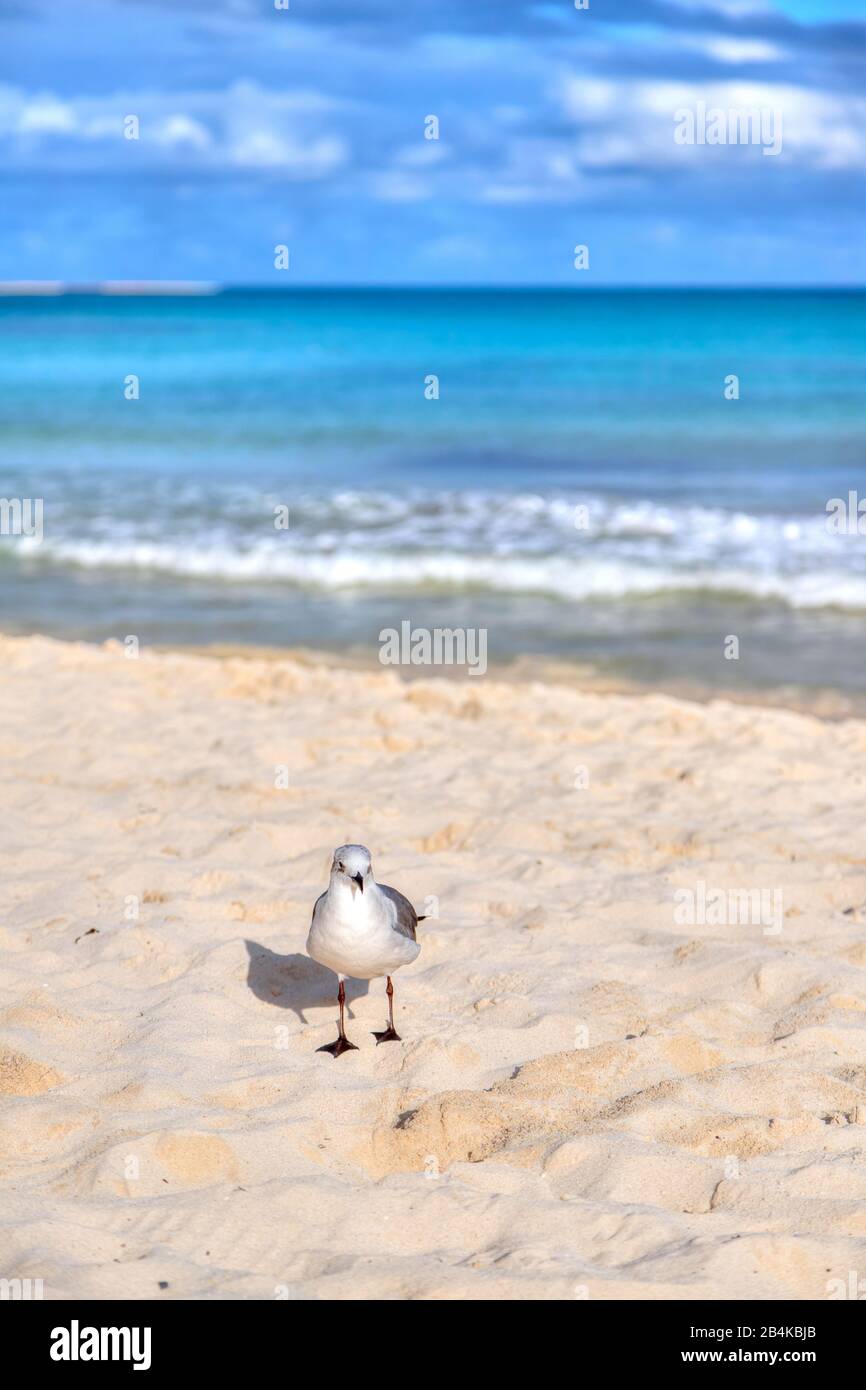 Möwenvogel am Strand an der karibischen Küste von Cancun, Mexiko, mit Schwimmern im Meeresgrund und Kopierraum. Stockfoto