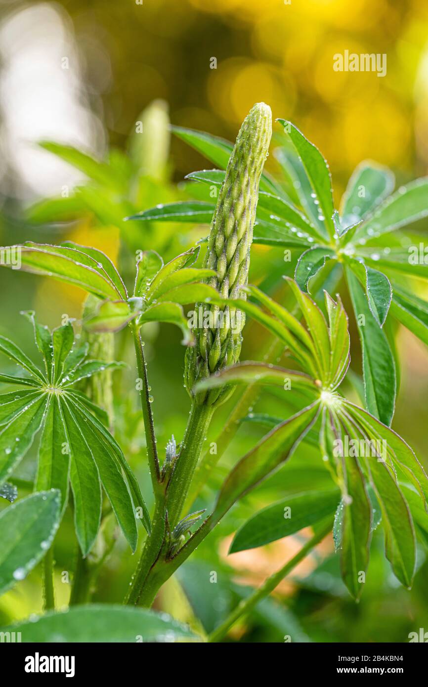 Lupinus polyphyllus, Blütenstand Stockfoto