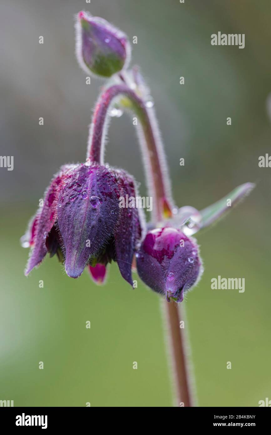 Aquilegia vulgaris Hybrid "Black Barlow", Gefüllte columbine, Nahaufnahme Stockfoto