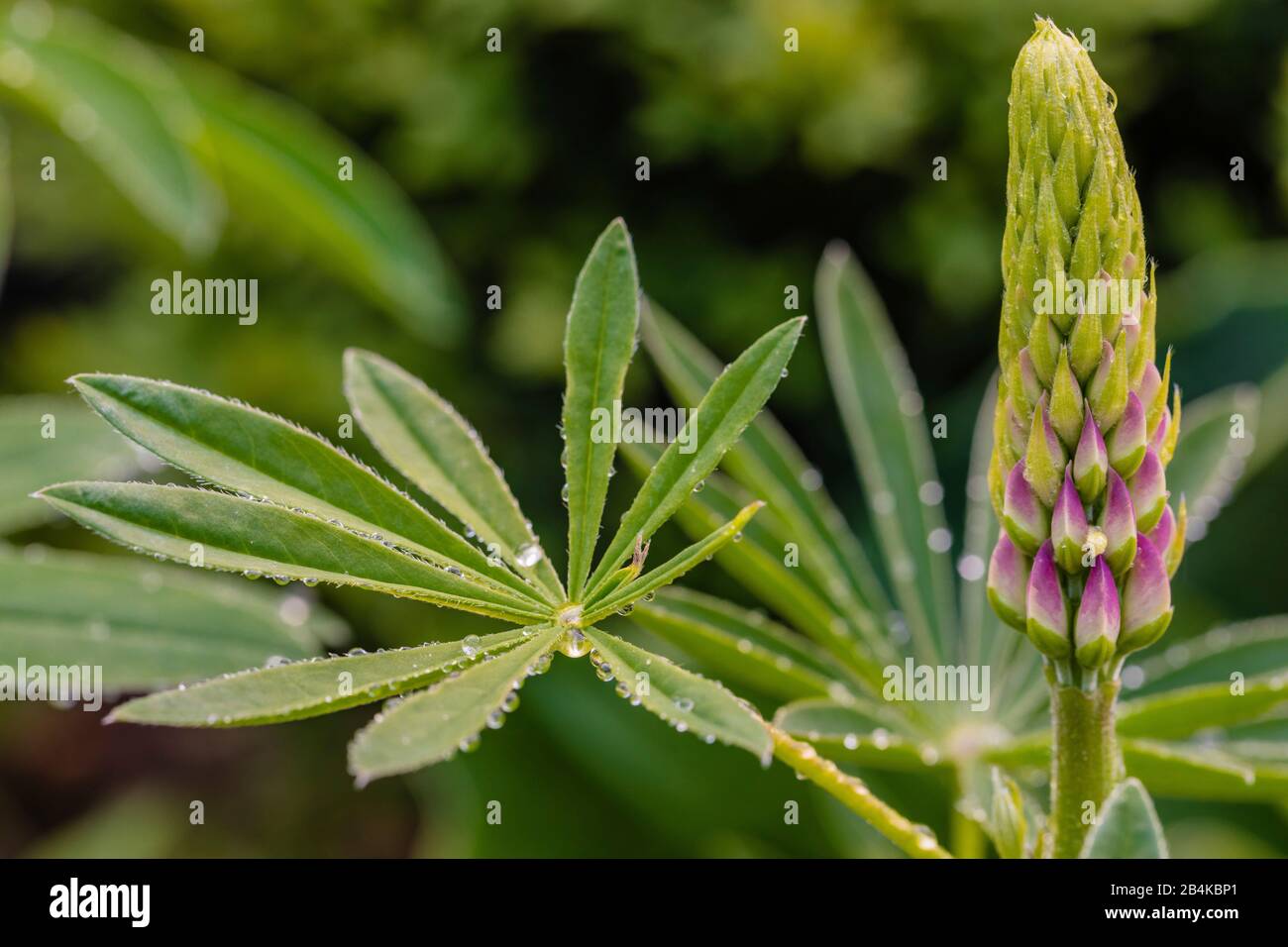 Lupinus polyphyllus, Blütenstand Stockfoto