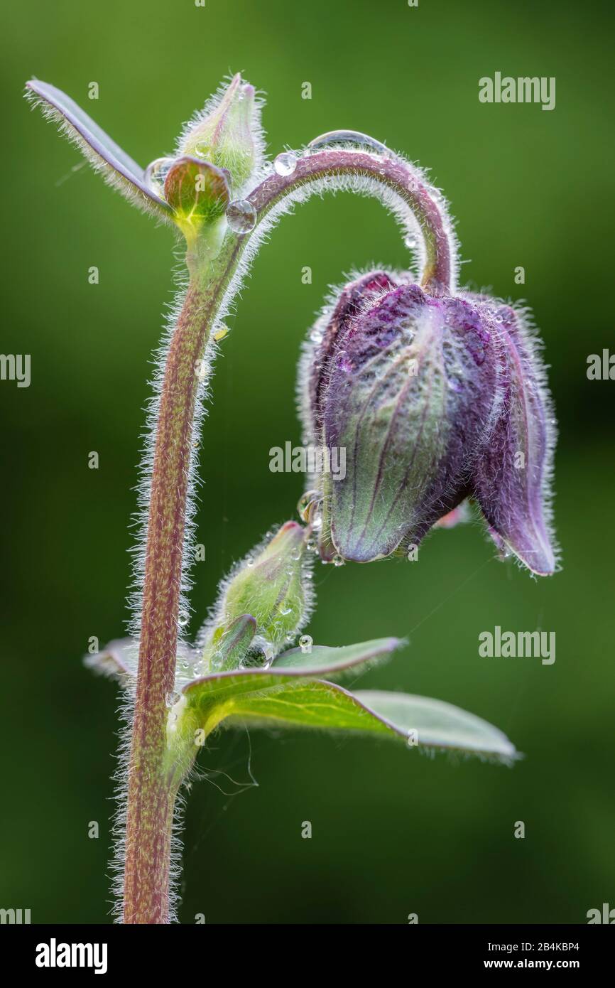 Aquilegia vulgaris Hybrid "Black Barlow", Gefüllte columbine, Nahaufnahme Stockfoto