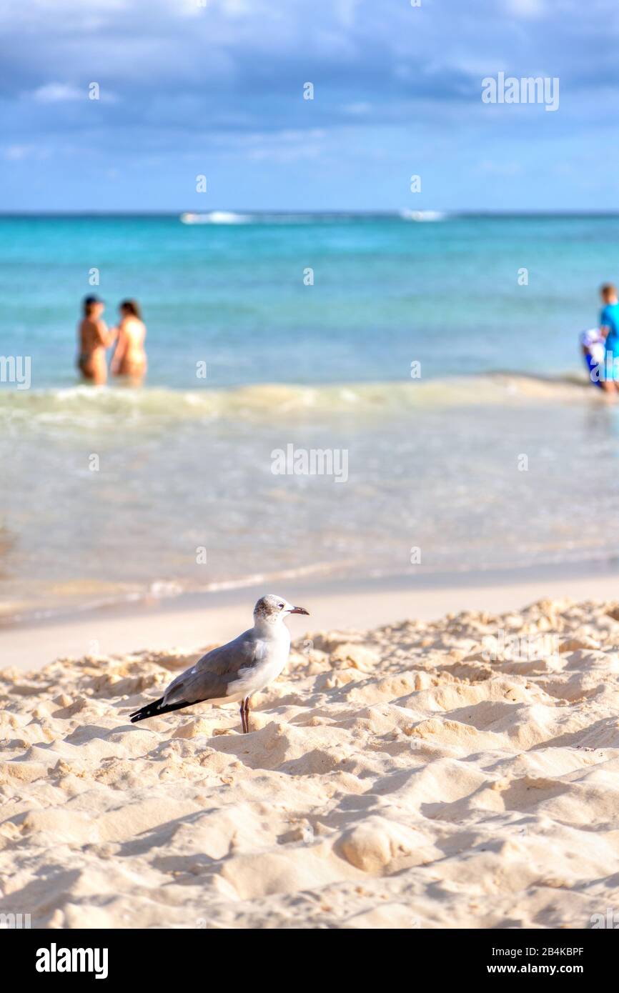 Möwenvogel am Strand an der karibischen Küste von Cancun, Mexiko, mit Schwimmern im Meeresgrund und Kopierraum. Stockfoto