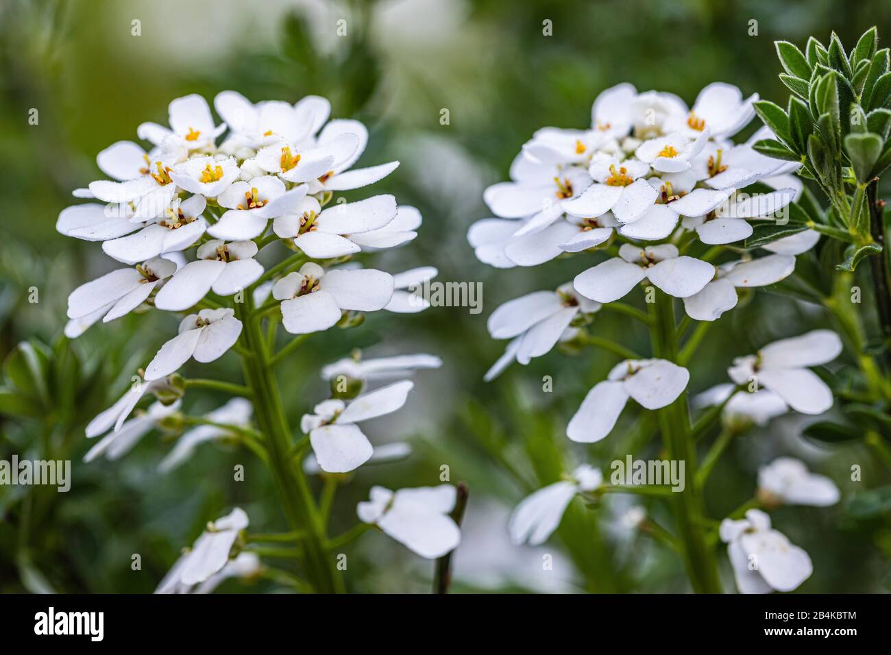 Bittere Schleifenblume [Ideris amara], Bauernsenf Stockfoto