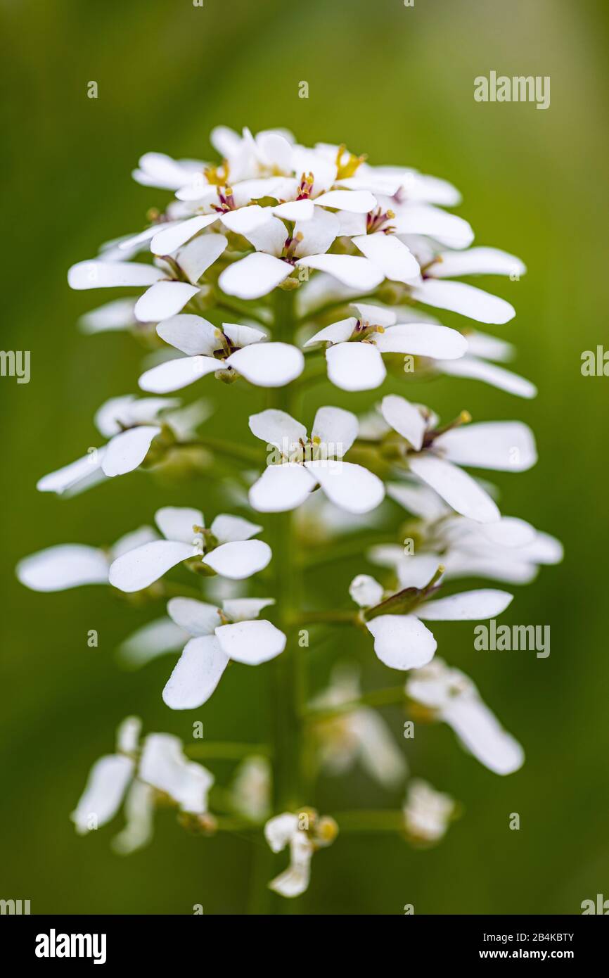 Bittere Schleifenblume [Ideris amara], Bauernsenf Stockfoto