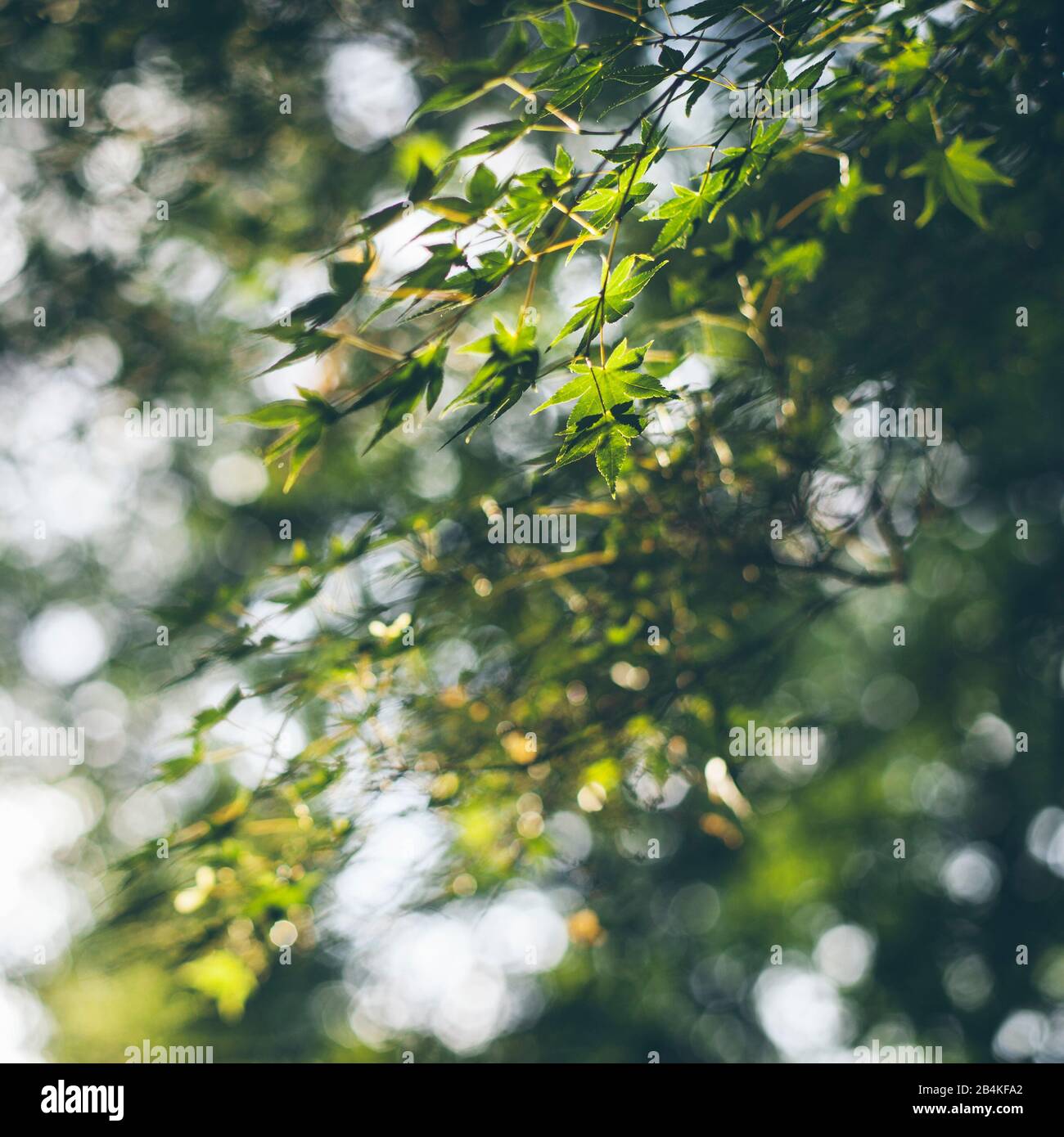 Japanischer Fan-Ahorn, Acer Palmatum, Stockfoto