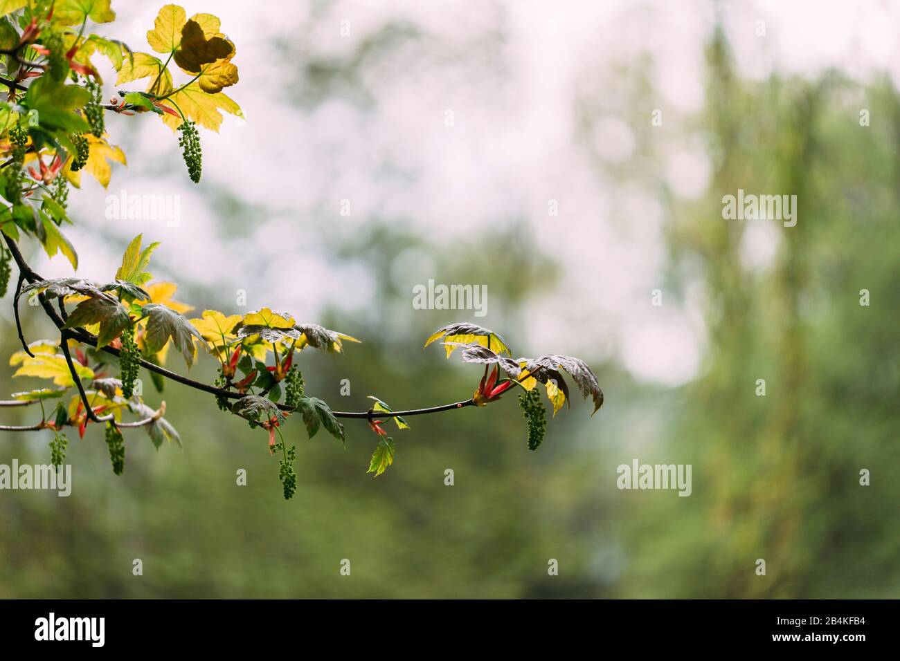 Ahorn-Baum mit Blumen, Pflanzendetails, Zweigen, Blättern Stockfoto