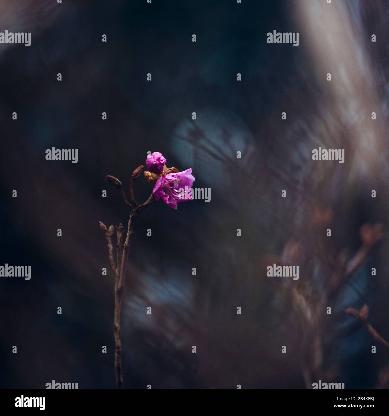 Ast mit rosafarbener Blüte, Entfremdung, Nahaufnahme Stockfoto
