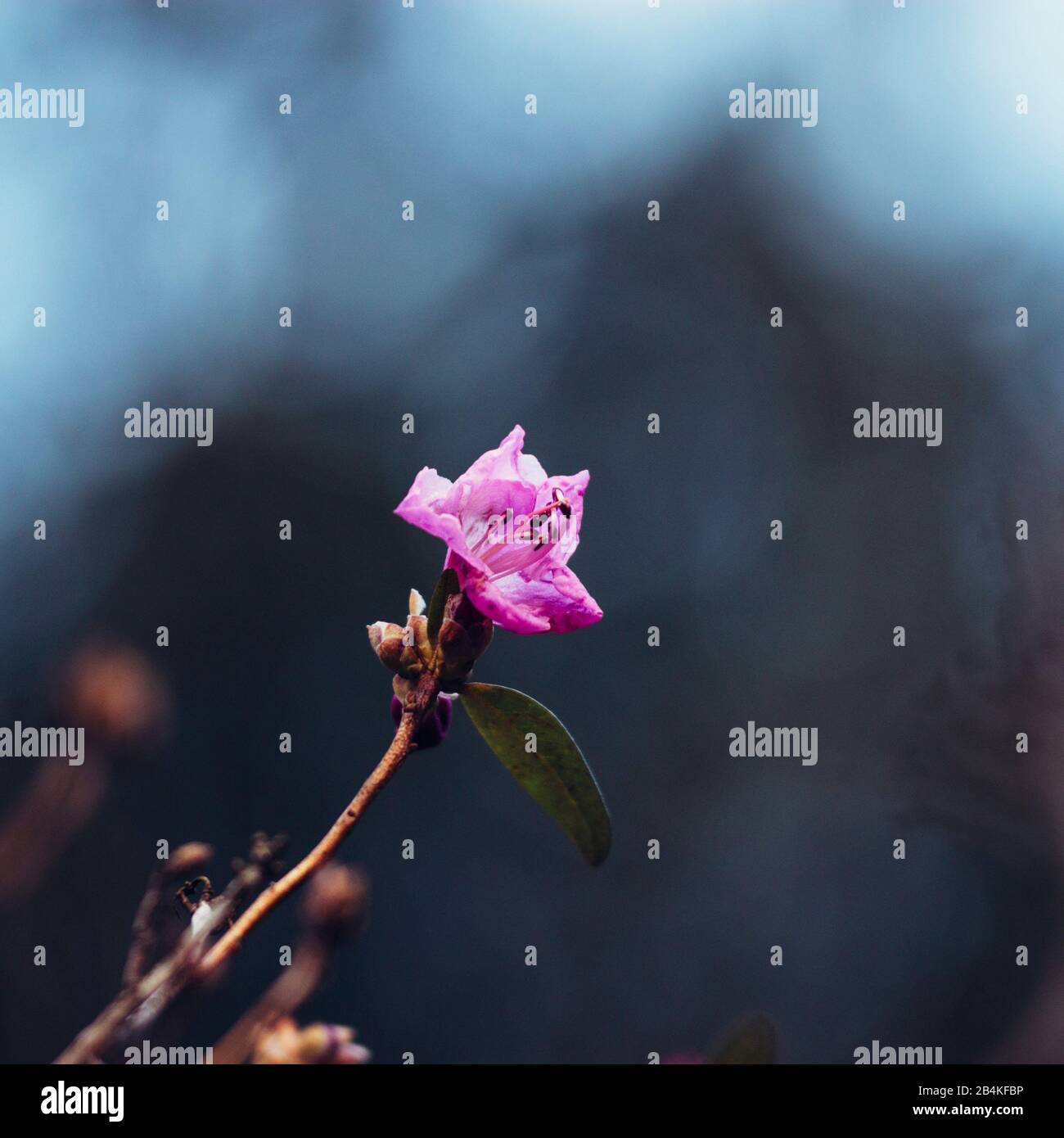 Ast mit rosafarbener Blüte, Entfremdung, Nahaufnahme Stockfoto