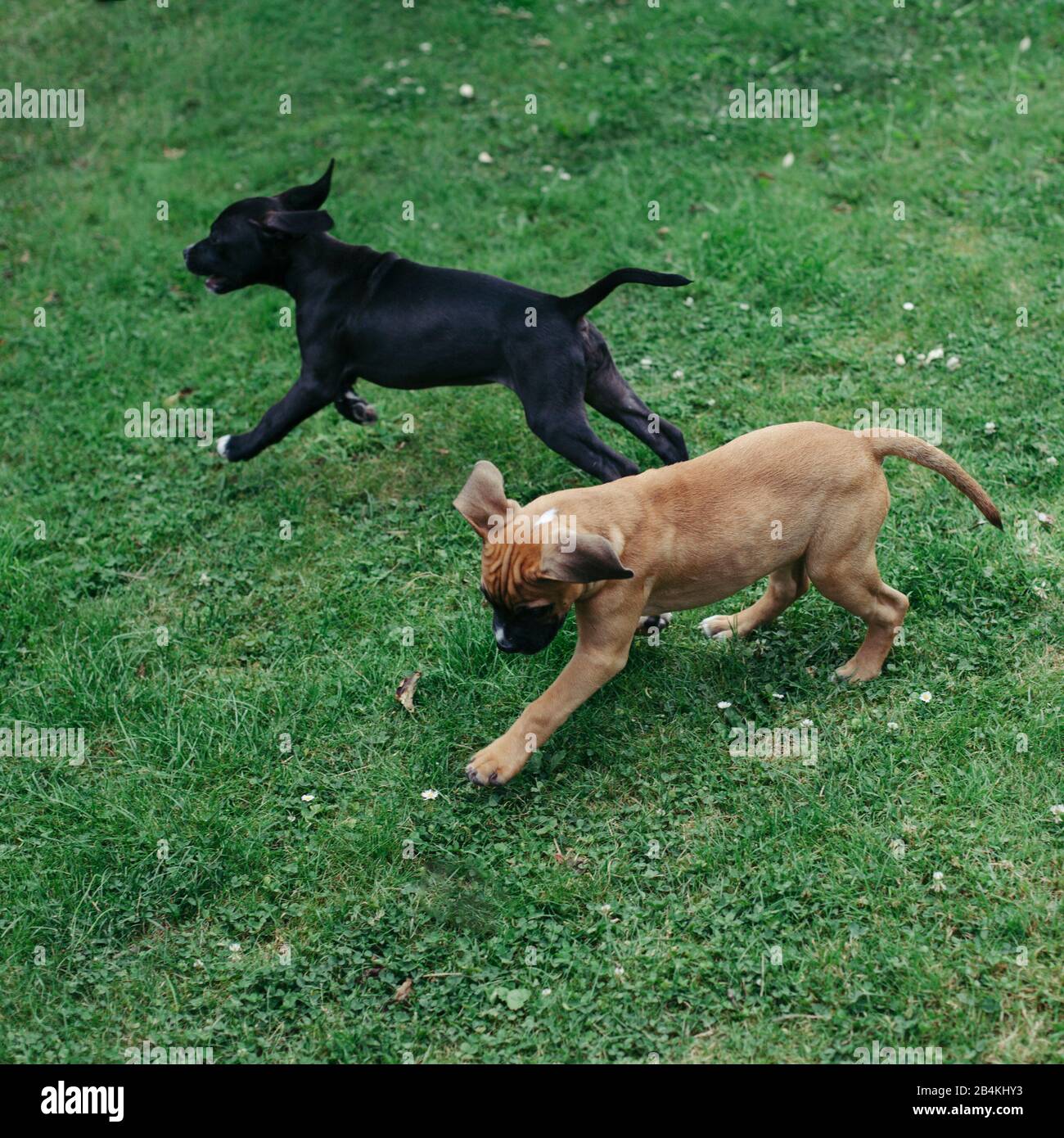 Zwei Hunde, draußen Stockfoto