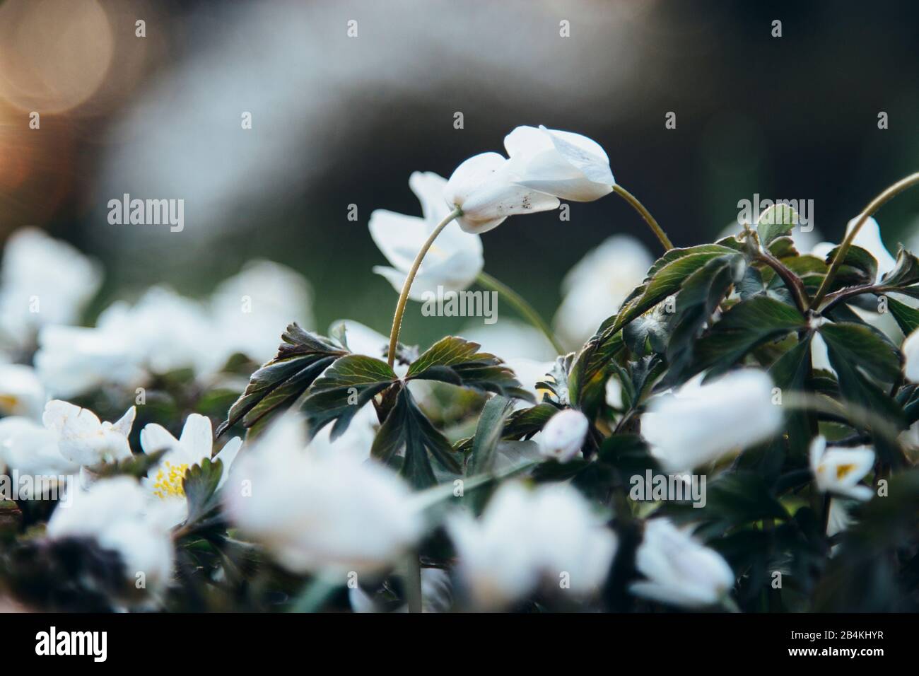 Anemon aus Holz, Blumen, Nahaufnahme, Anemone nemorosa Stockfoto