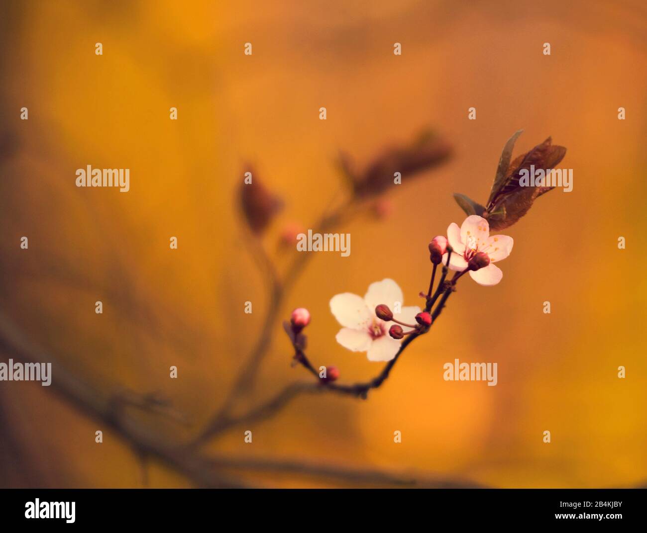 Pflanzendetails, blühender Zweig einer Blutpflaume, Prunus cerasifera Stockfoto