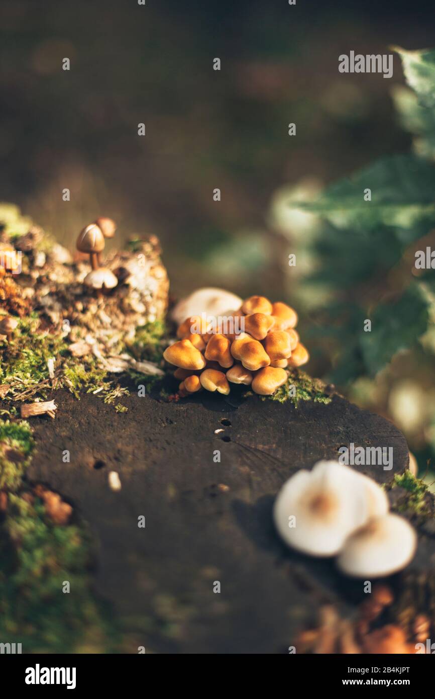 Baumpilze auf Baumstamm, Nahaufnahme Stockfoto