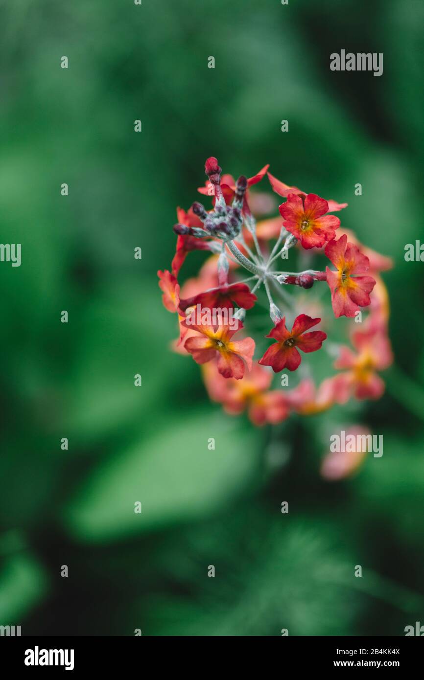 Pflanzendetails, orange-rot blühende Blumen, Nahaufnahme Stockfoto