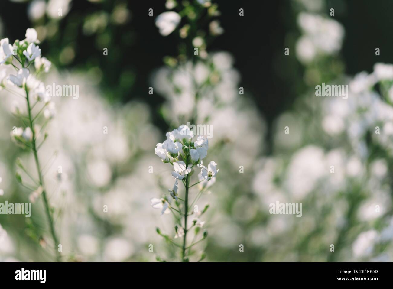 Pflanzendetails, weiße blühende Blumen, Nahaufnahme Stockfoto