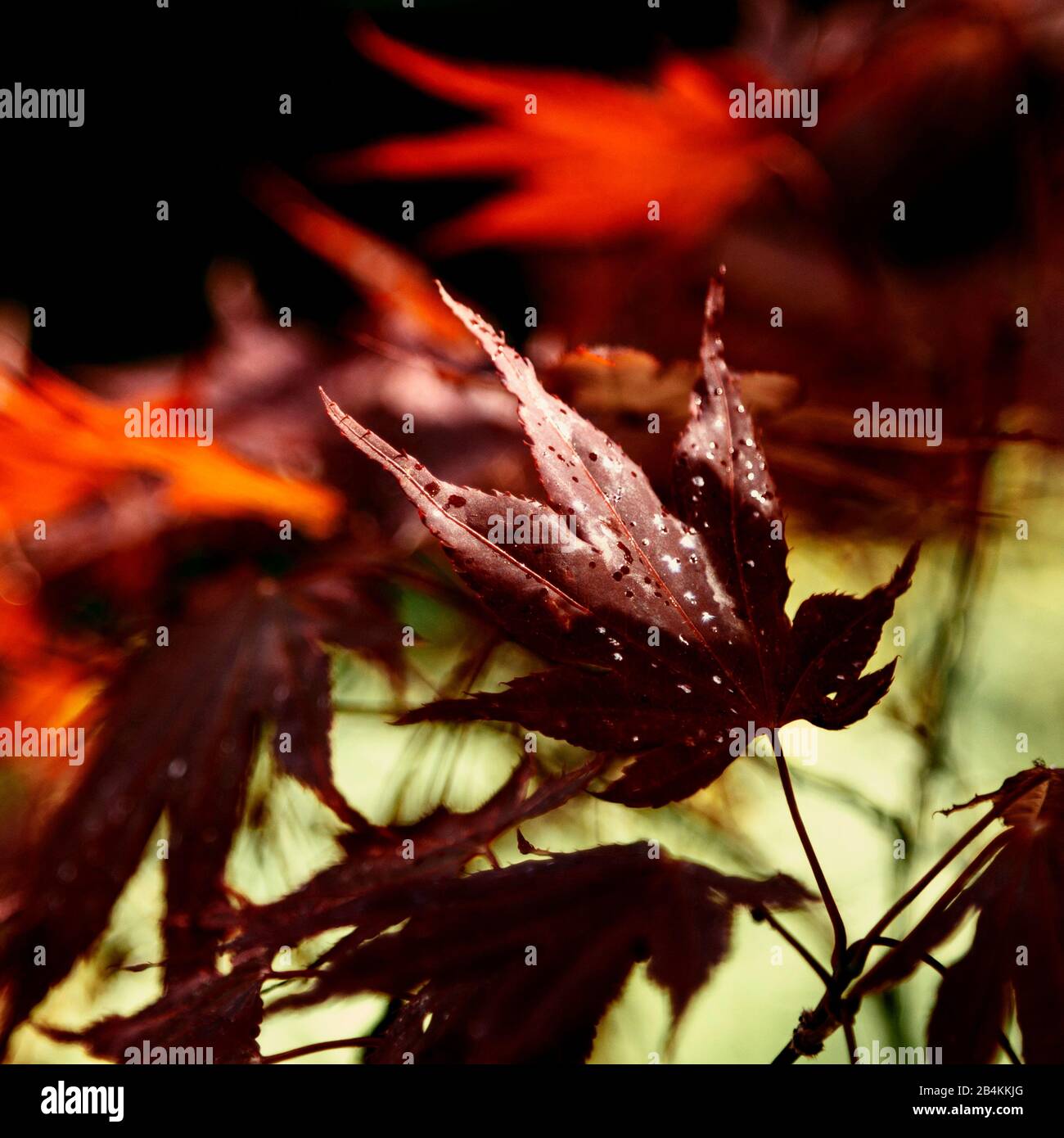 Naturdetails, Ahorn-Blatt im Herbst, ornamentaler Ahorn, rotblättriger japanischer Ahorn, Acer Palmatum Stockfoto