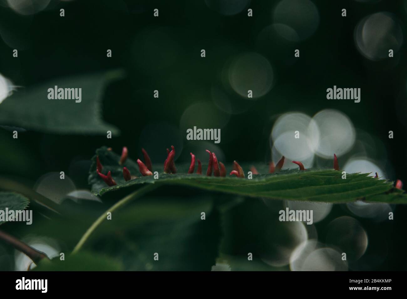 Naturdetails, Pflanzen, Blätter, Blumen Stockfoto