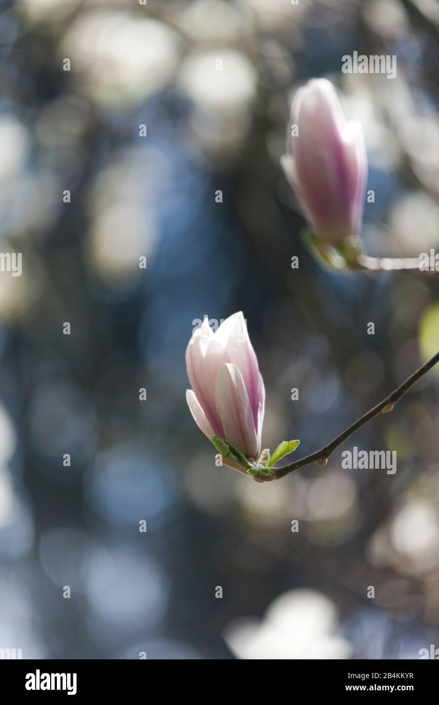 Blühender magnolienbaum, Nahaufnahme, magnolie Stockfoto