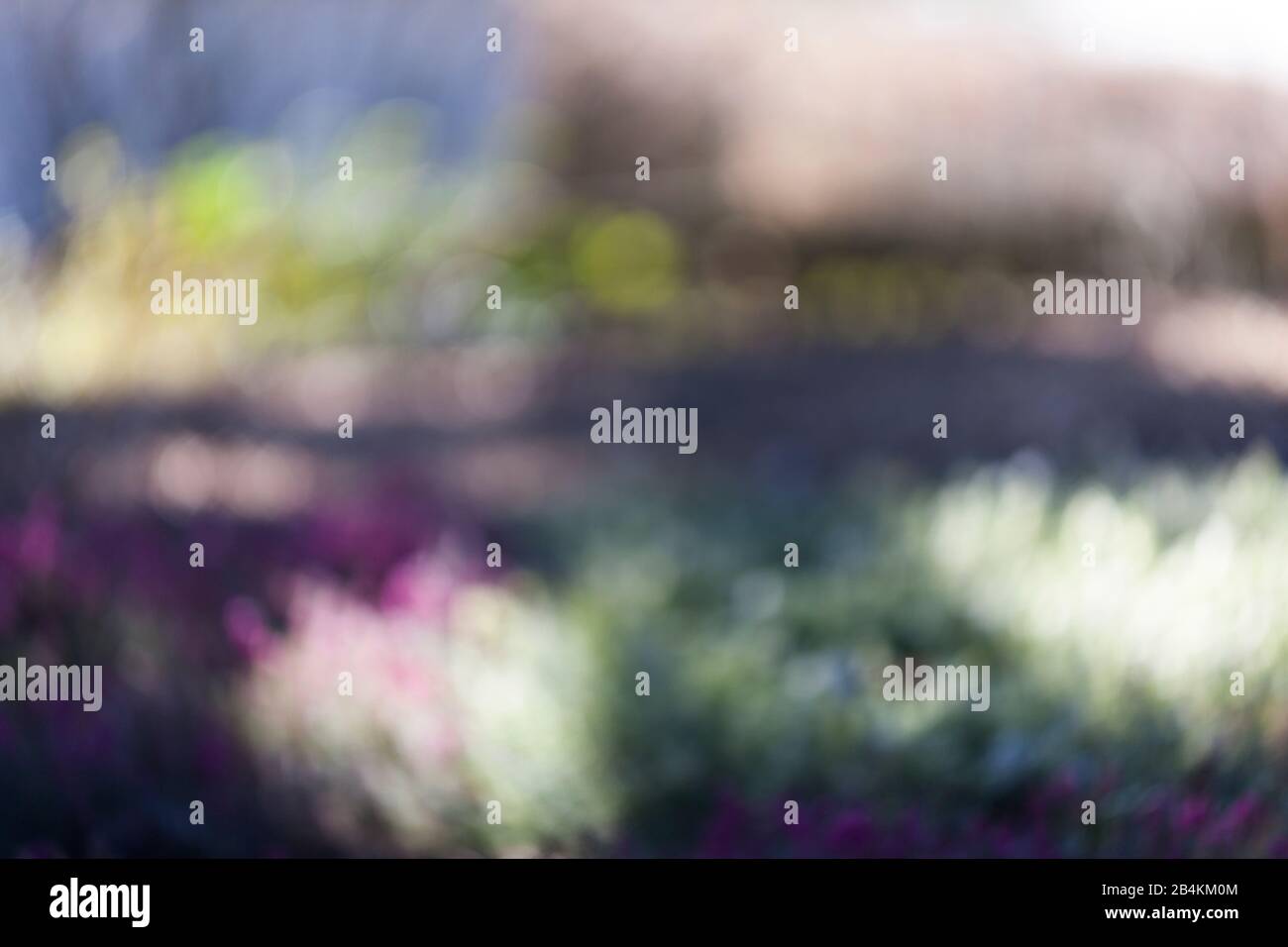 Blühende Heidekraut im Garten, Nahaufnahme, erica, verfremdet Stockfoto