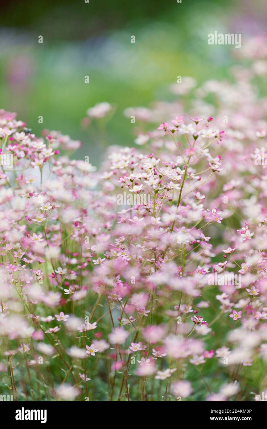 Blühende Sommerwiese, Nahaufnahme Stockfoto