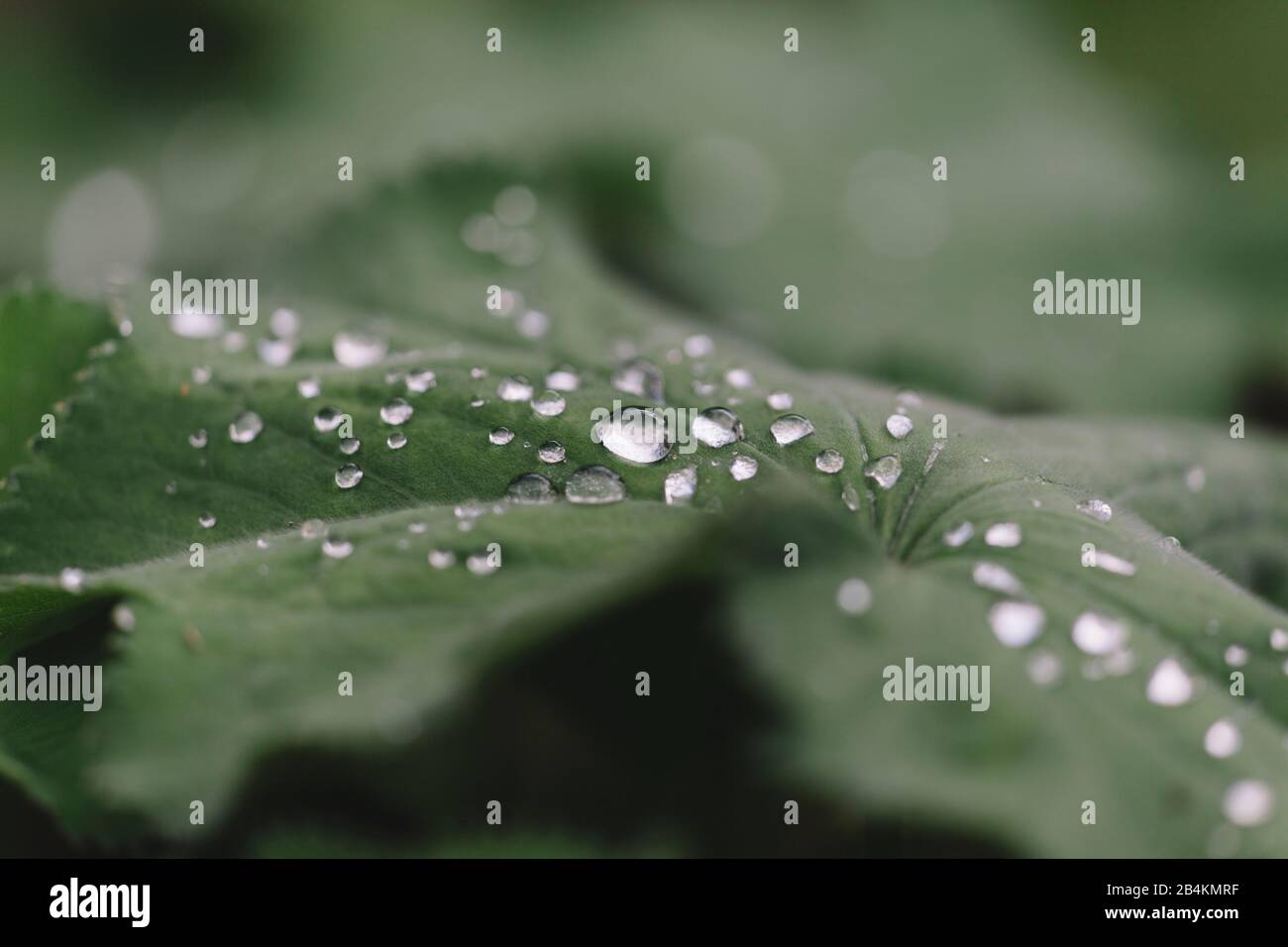 Wasser fällt auf Blatt, Nahaufnahme, lotus-effekt Stockfoto