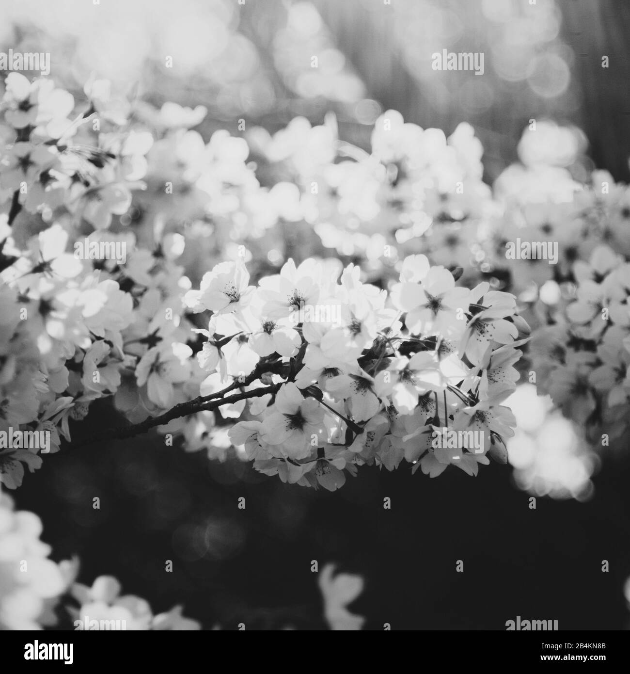 Zweige mit weißen Blumen, Nahaufnahme, b/w Stockfoto
