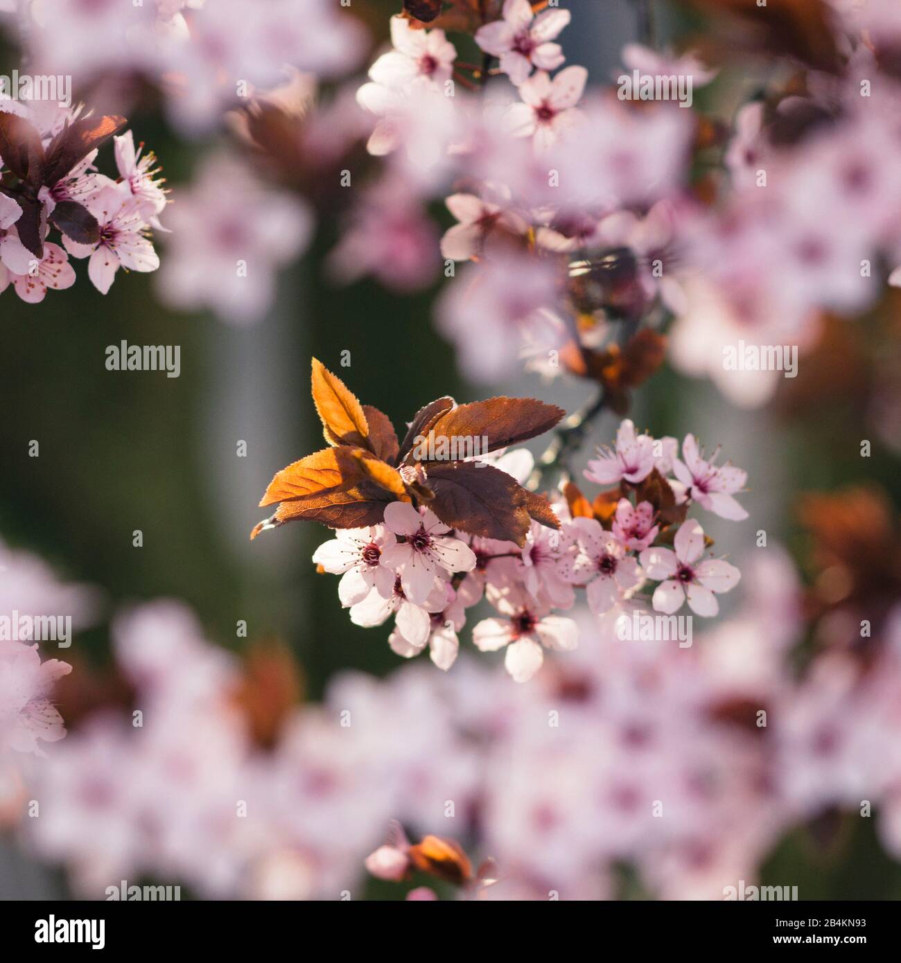 Blühende Pflaume, Details, Komposition, Prunus Cerasifera Stockfoto