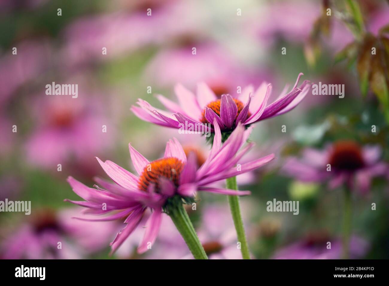 Rote Kegelblume, Blumen, Echinacea, Nahaufnahme Stockfoto