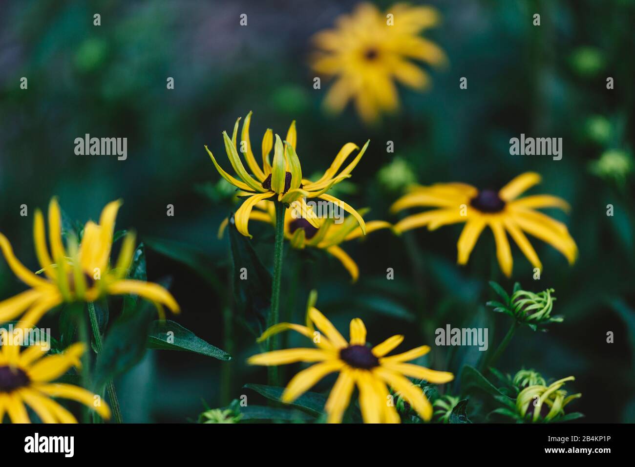 Gelbe Koneblume, Blumen, Rudbeckia, Nahaufnahme Stockfoto