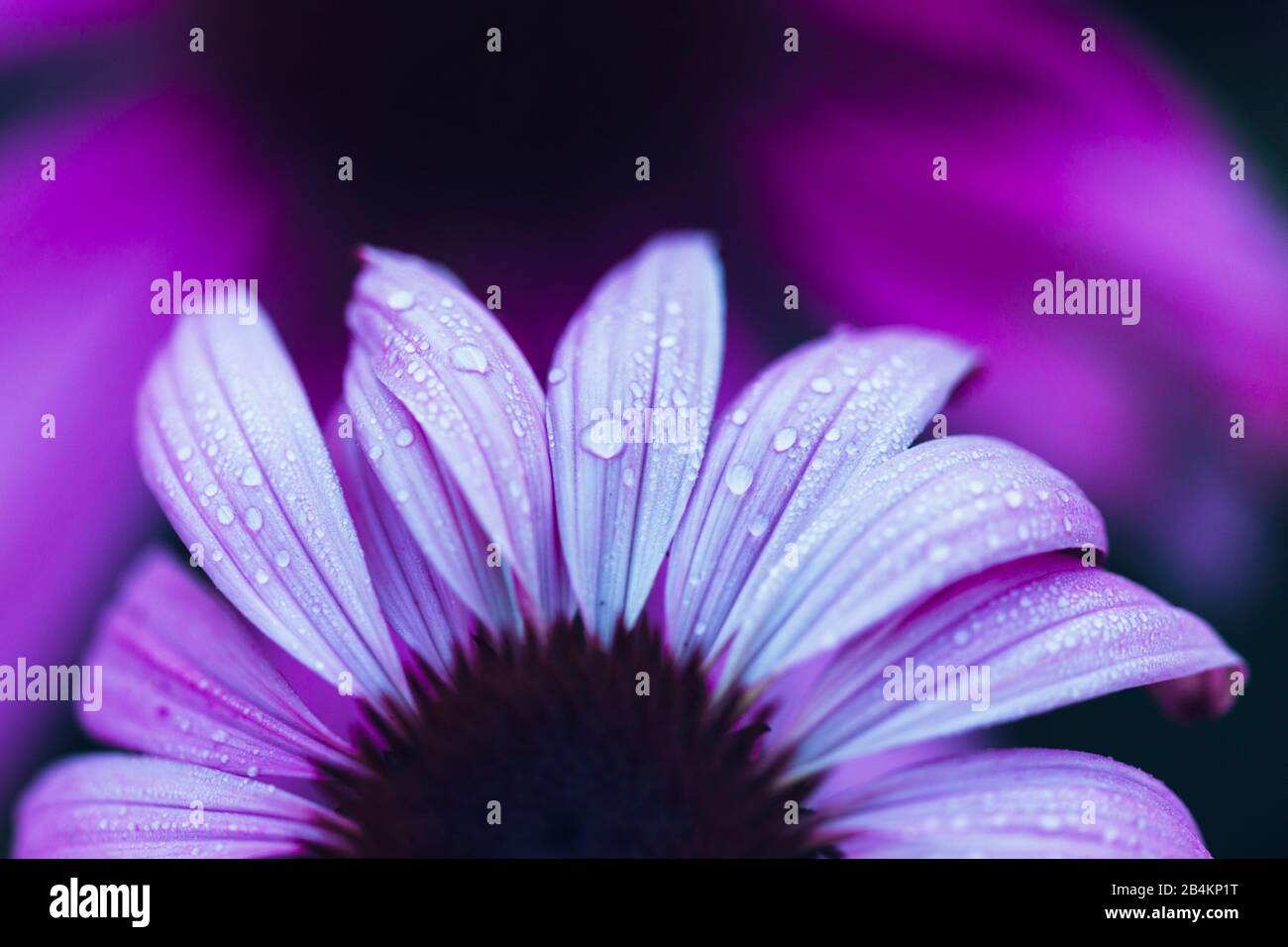 Rote Kegelblume, Blumen, Echinacea, Nahaufnahme Stockfoto