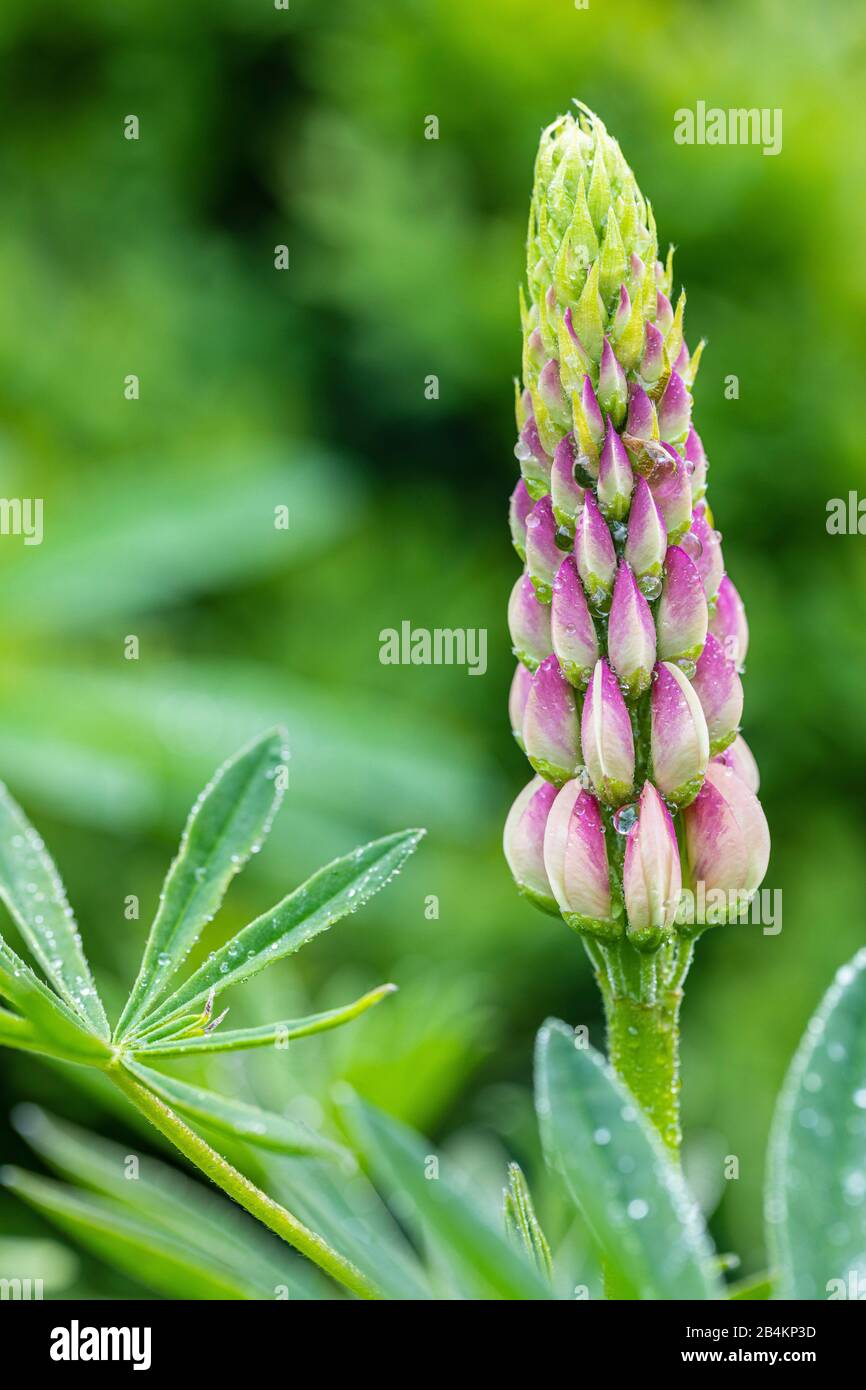 Lupin, Blüte, Natur im Detail Stockfoto