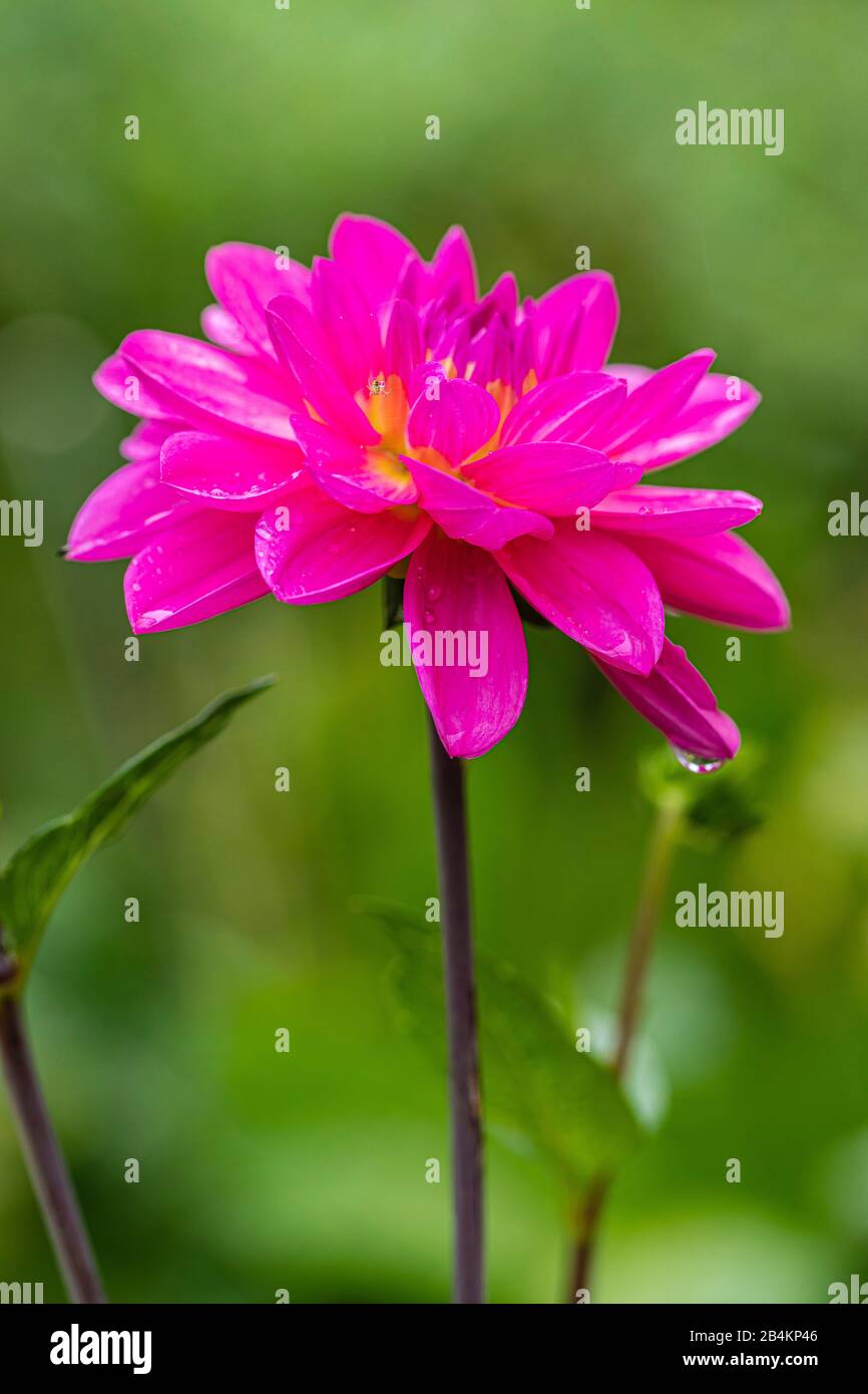 Lilie, geblümtes Dahlia, Nahaufnahme Stockfoto