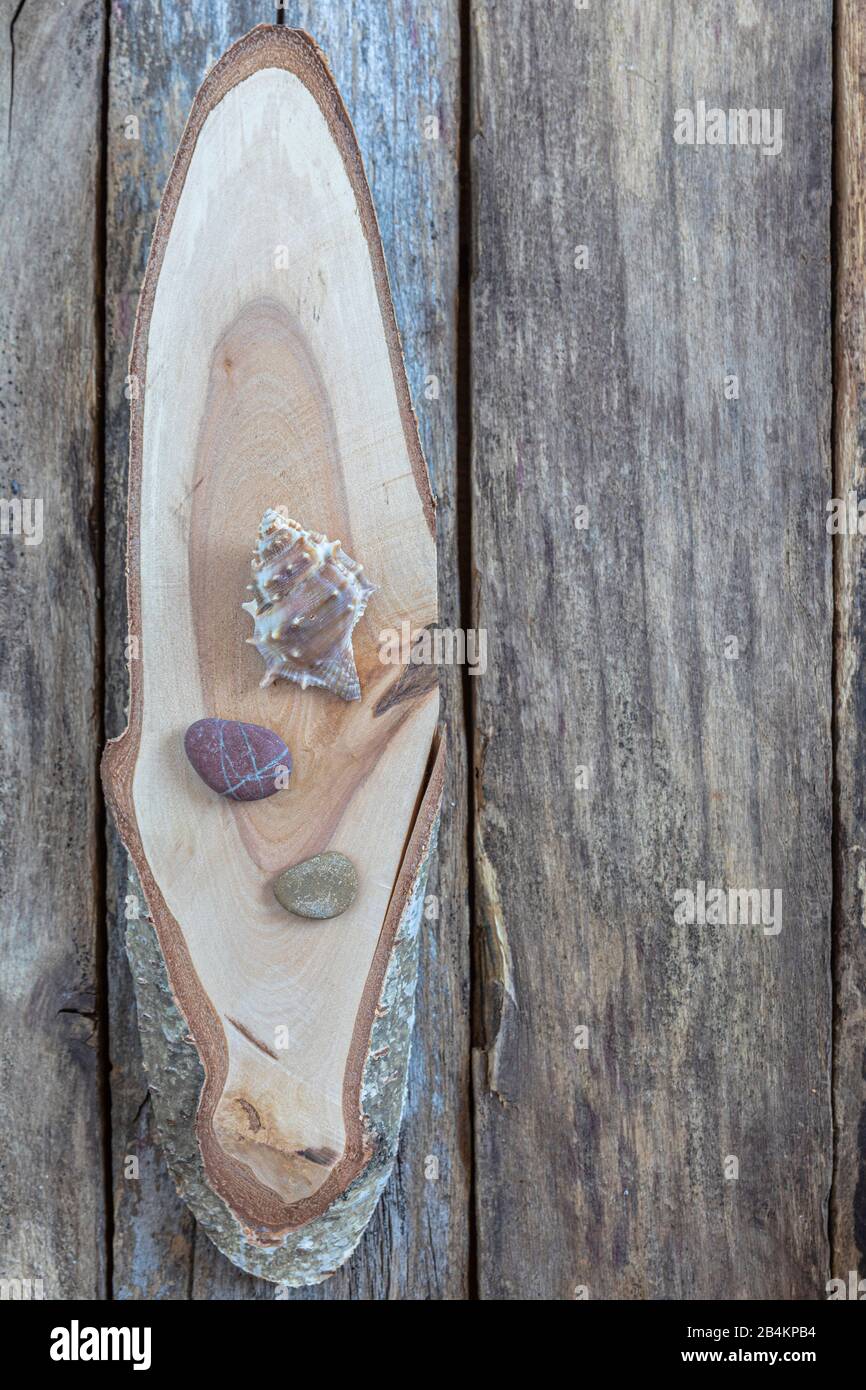 Holzscheibe eines Baumstammes mit Flotsam, Dekorationsidee Stockfoto