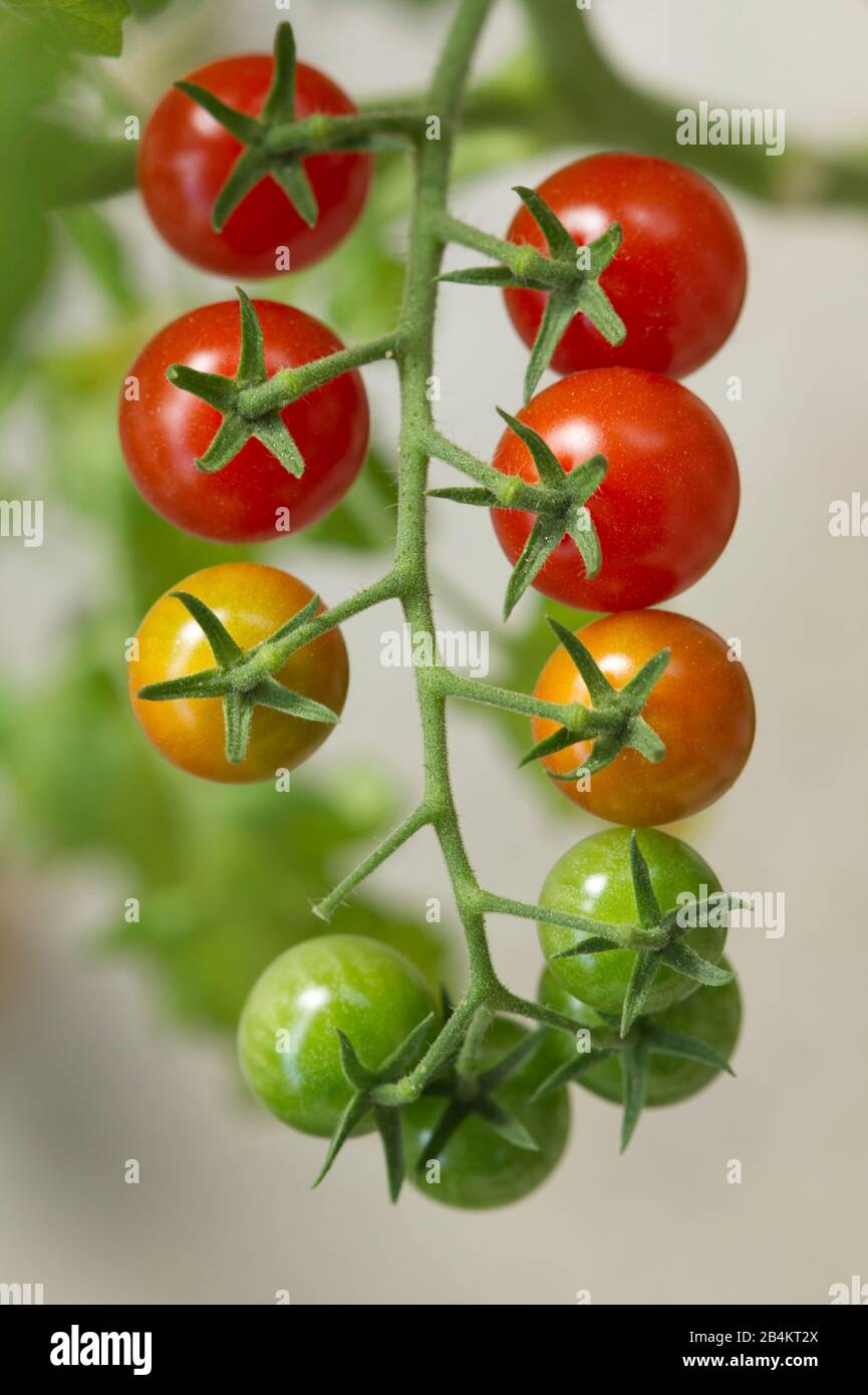 Tomatenpflanzen, die Tomaten unterschiedlicher Größe und Farbe tragen Stockfoto