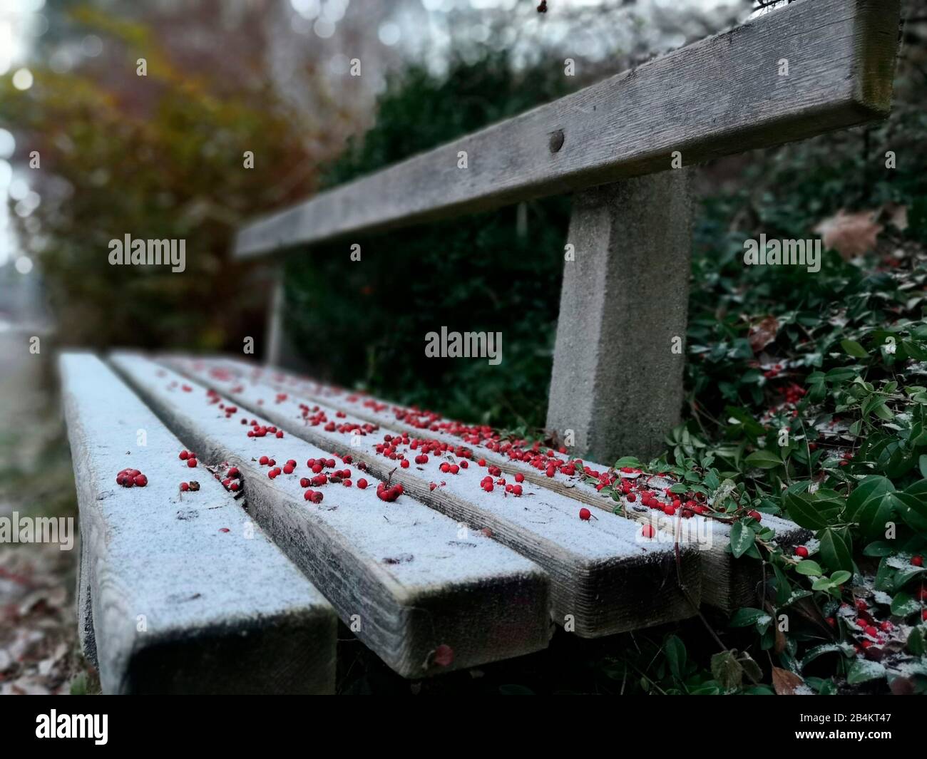 Winterliche Bank mit roten Beeren und Büschen im Hintergrund Stockfoto