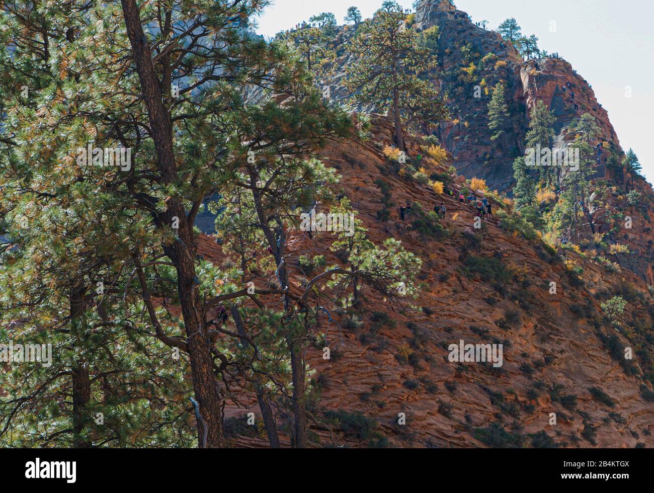 USA, Utah, Springdale, Zion National Park, Wanderweg zu Angels Landing View, gesichert mit Ketten Stockfoto