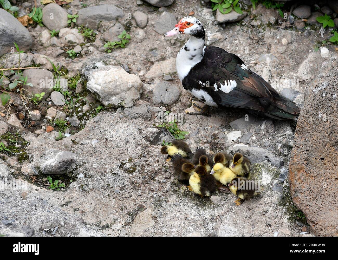 Warty-Ente, Haustierform der Moschusente (Cairina moschata), rotgesichtige muskovy-ente, mit Küken, Funchal, Madeira-Insel, Portugal Stockfoto