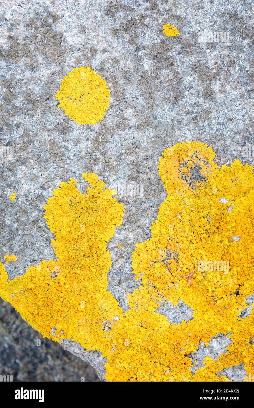 Europa, Dänemark, Bornholm. Leuchtend-Gelbe-Flechten auf dem Granit an der Ostküste bei Randkløve Skår. Stockfoto