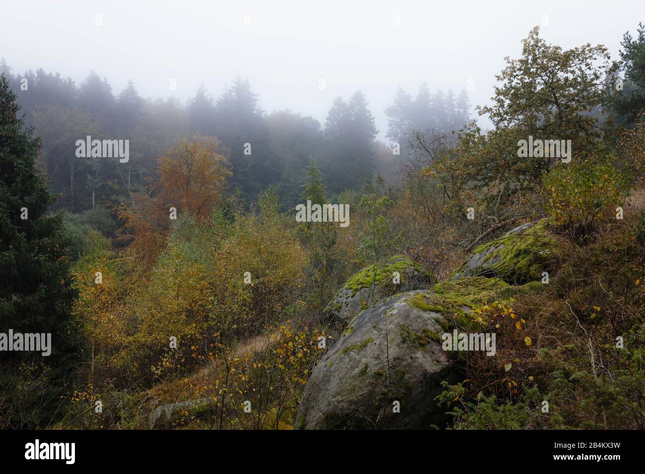 Europa, Dänemark, Bornholm. Dicke Nebelwolken über den Urwäldern der Paradisbak Kerne. Stockfoto