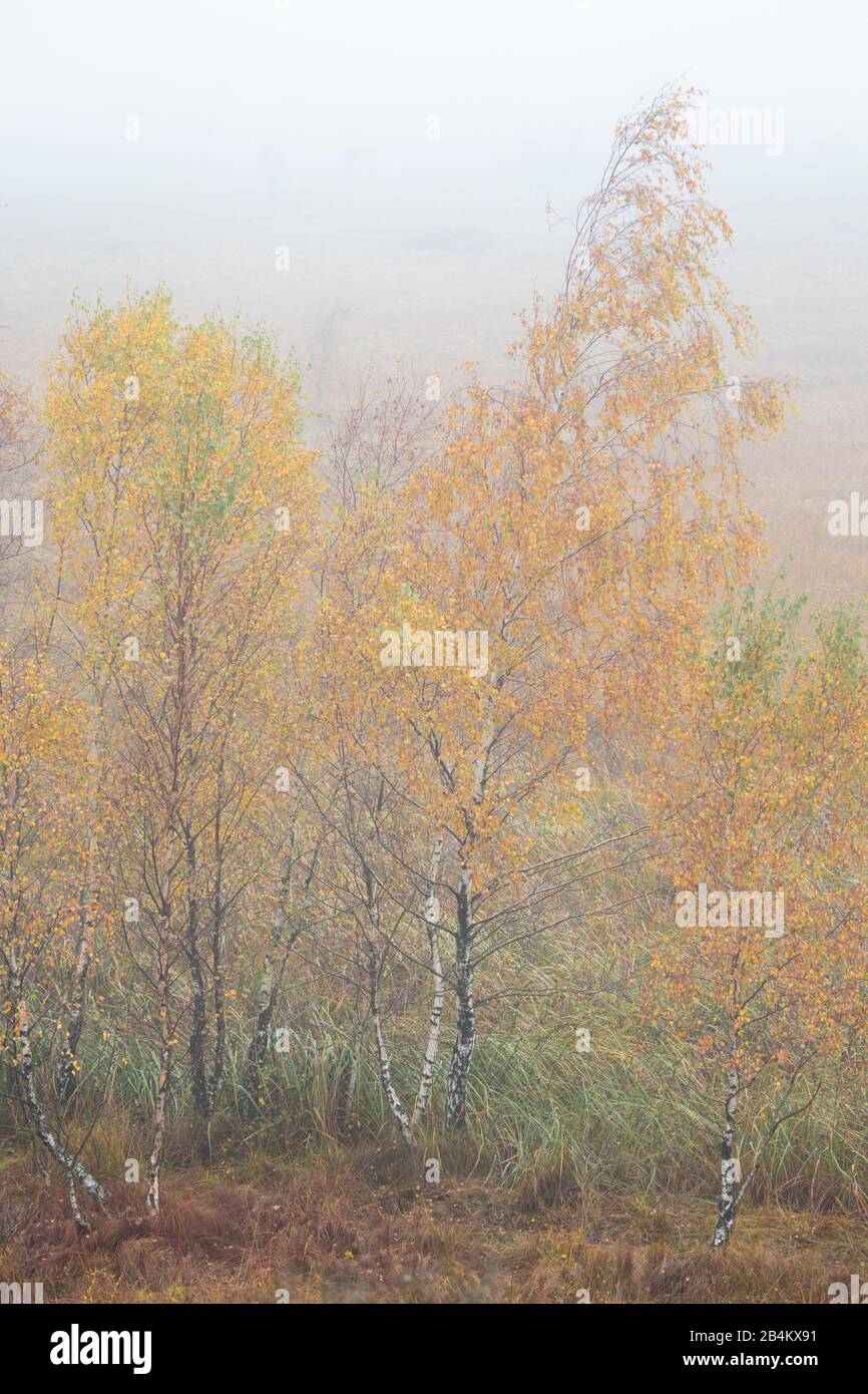Europa, Dänemark, Bornholm. Eine Gruppe junger Birken steht am Rande des nebelüberzogenen Ã˜lene bog. Stockfoto
