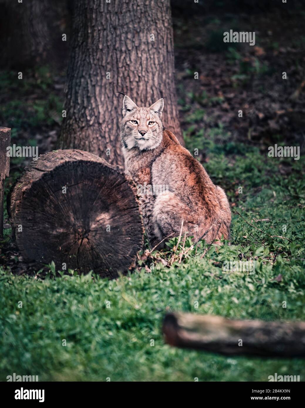 Luchs, Lynx, Felidie, sitzt neben einem Baum Stockfoto